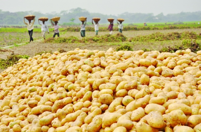 potato